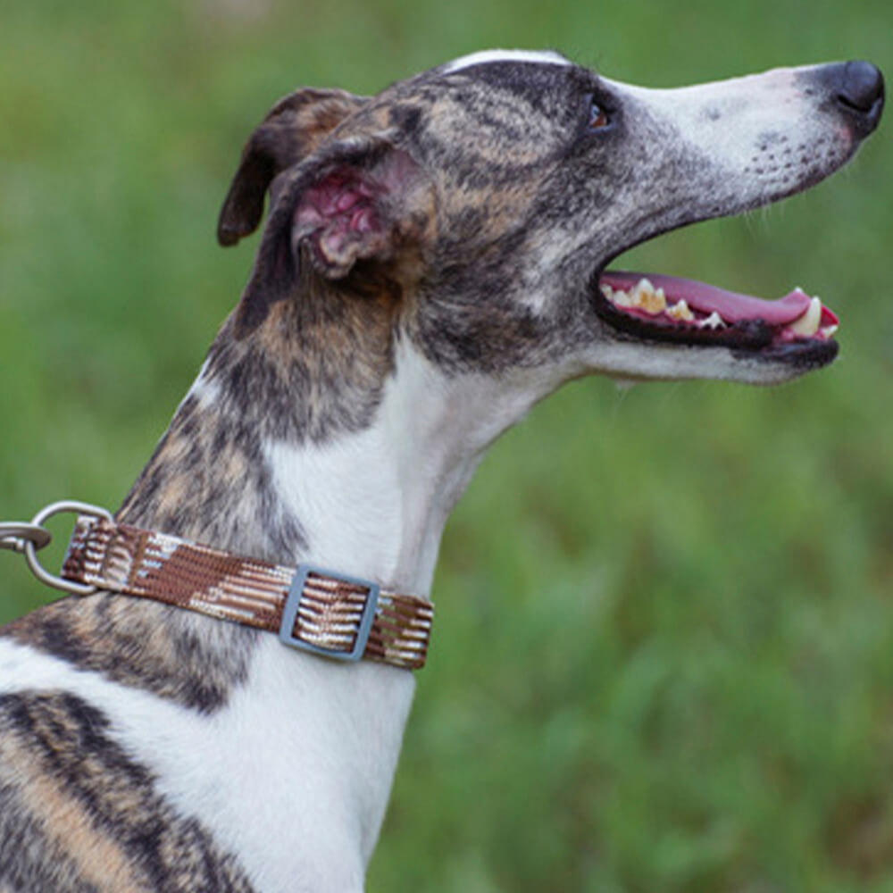 Collar y correa para perro antitirones ajustables con tejido reflectante