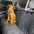 Protector de respaldo para mascotas de chenilla suave, impermeable y resistente a la suciedad, colchoneta para asiento de perro en el coche