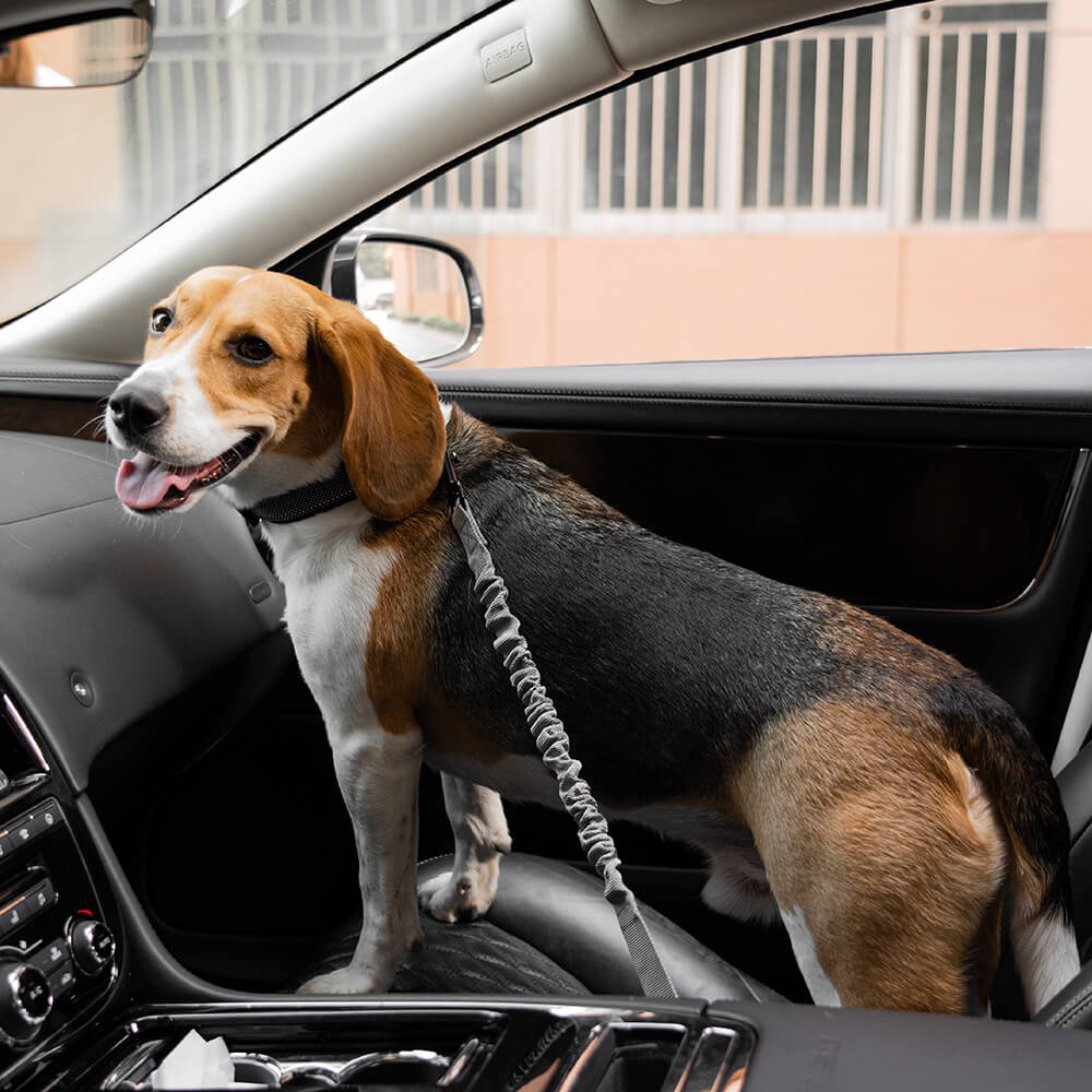 Cinturón de seguridad ajustable y fresco para accesorios de perro