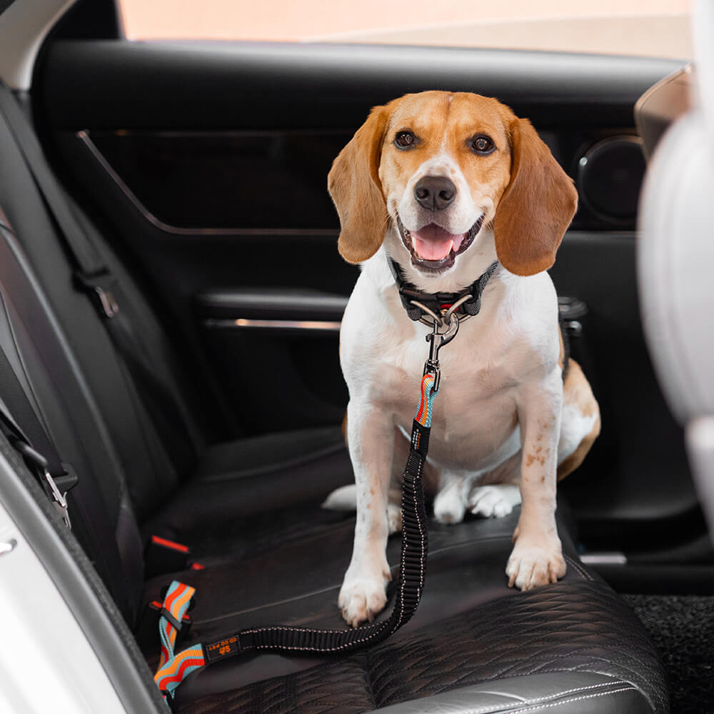 Cinturón de seguridad ajustable y fresco para accesorios coloridos para perros