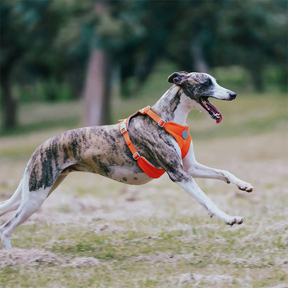 Kit de correa y arnés para perros cómodo y sin tirones de control completo