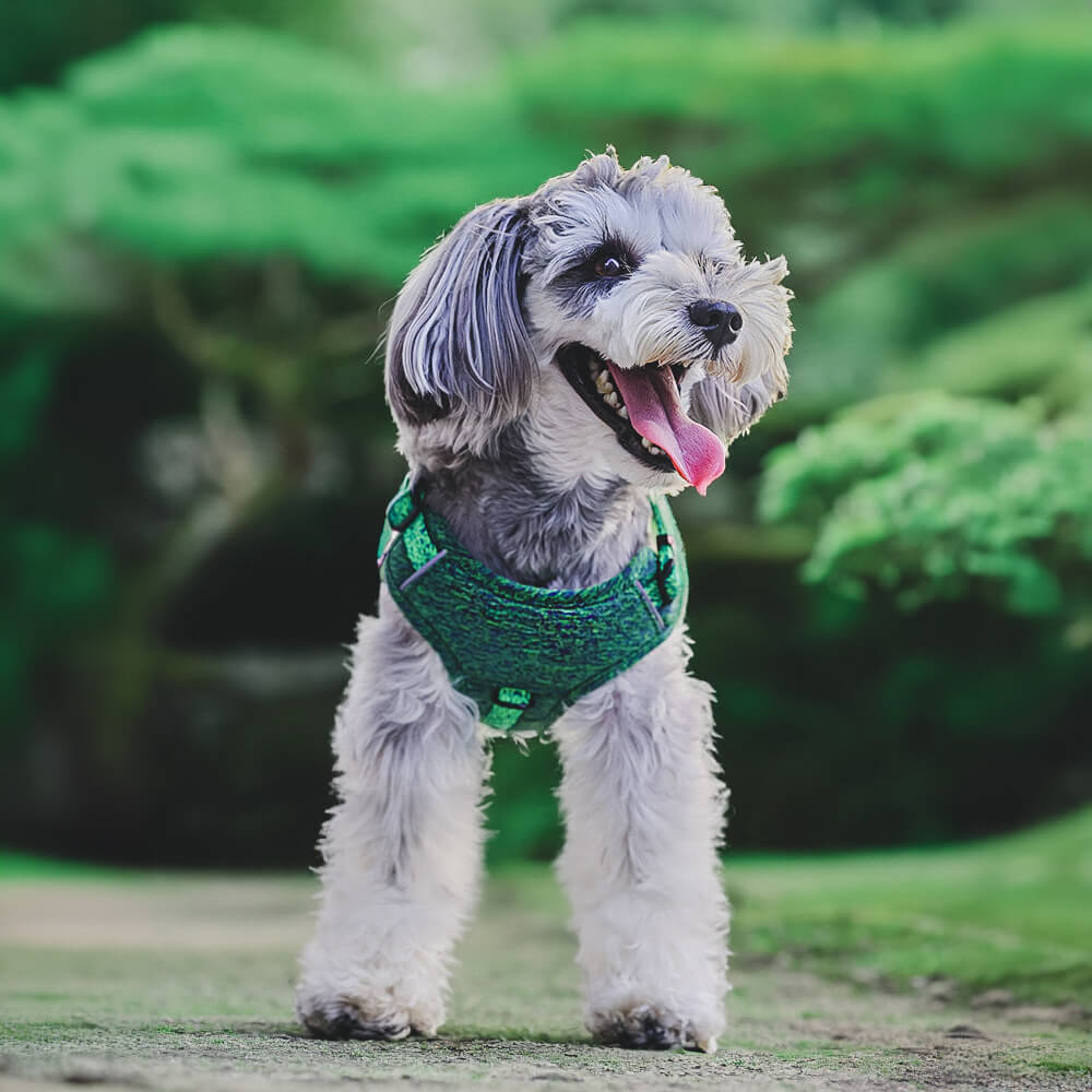 Arnés y correa para perros sin tirones de tela reciclada ecológica