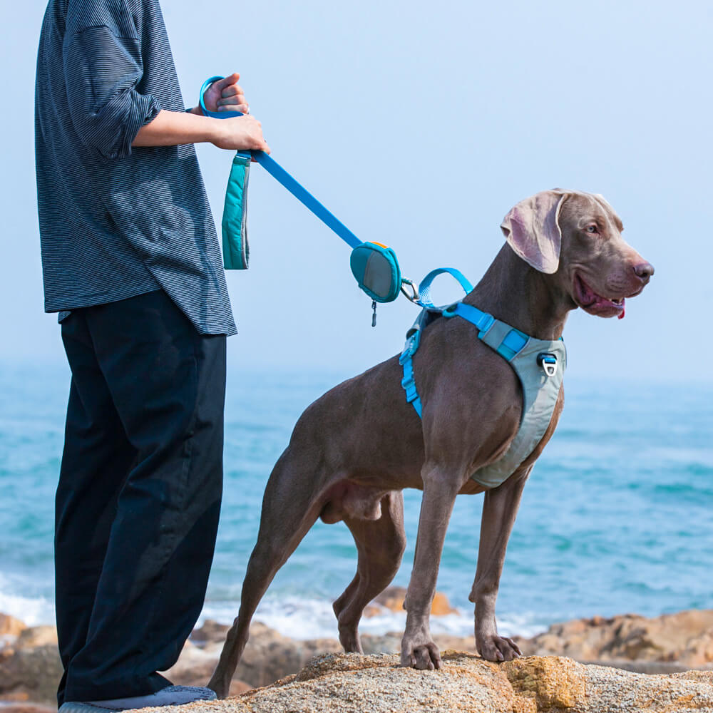 Kit multifuncional para caminar con arnés y correa para perros grandes, cómodo, sin tirones