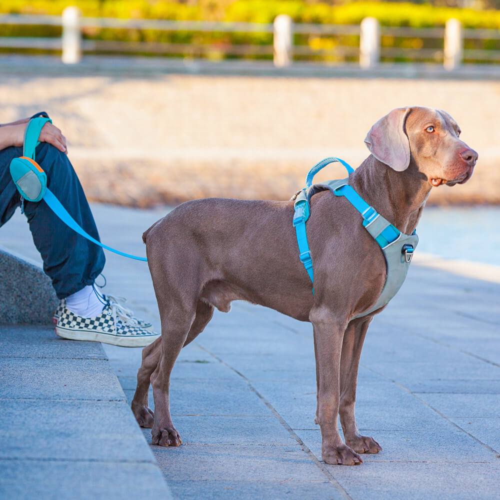 Kit multifuncional para caminar con arnés y correa para perros grandes, cómodo, sin tirones