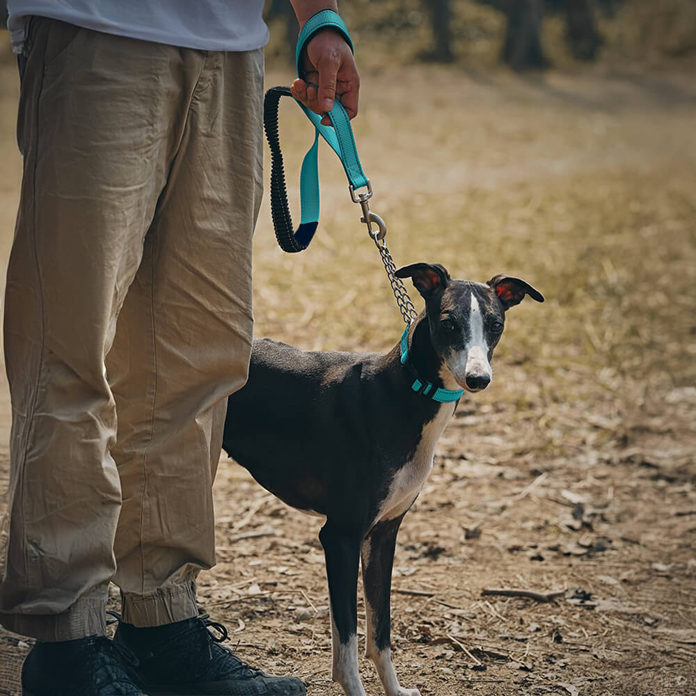 Collar y correa para perros antitirones reflectantes multifuncionales