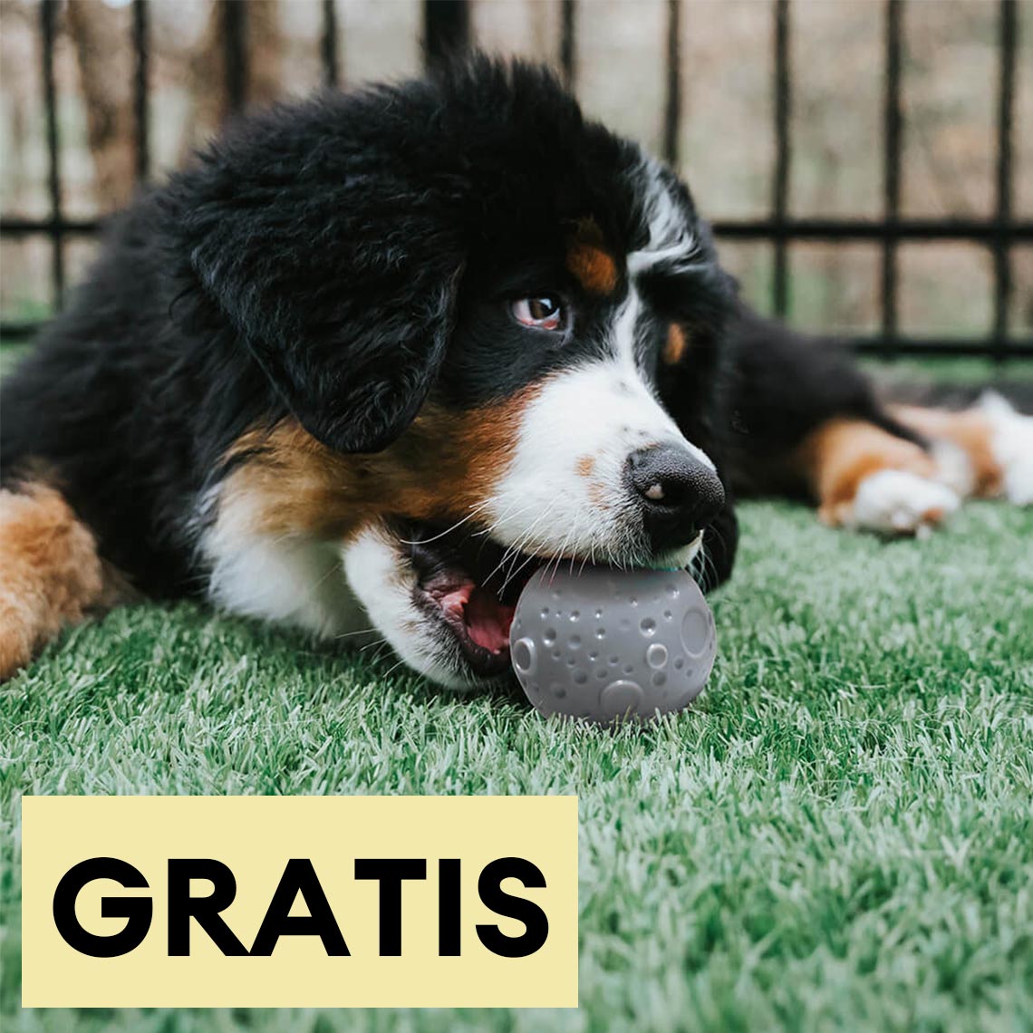 Juguete para perros con pelota de entrenamiento Cosmos Feeder——Cantidad limitada