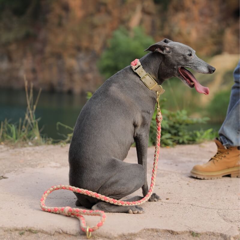 Juego de correa y collar para perro antitirones multifuncionales de cuero tejido a mano