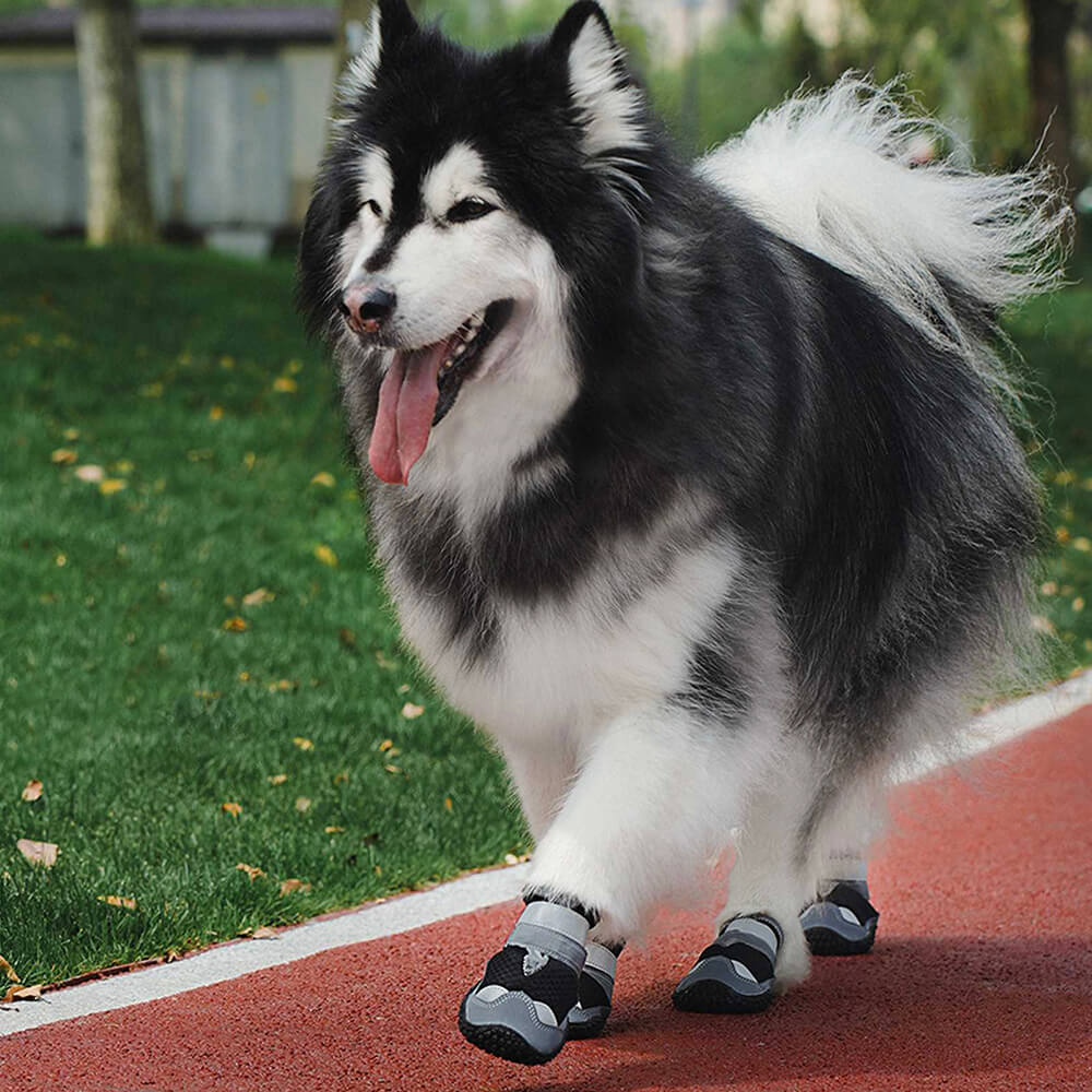 Botines al aire libre Senderismo Correr Botas antideslizantes para perros