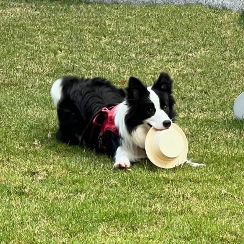 Cuenco plegable para mascotas cuenco de silicona portátil