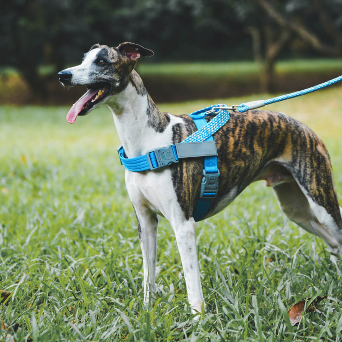 Arnés grande para perros con tirón anti reflectante para maletero