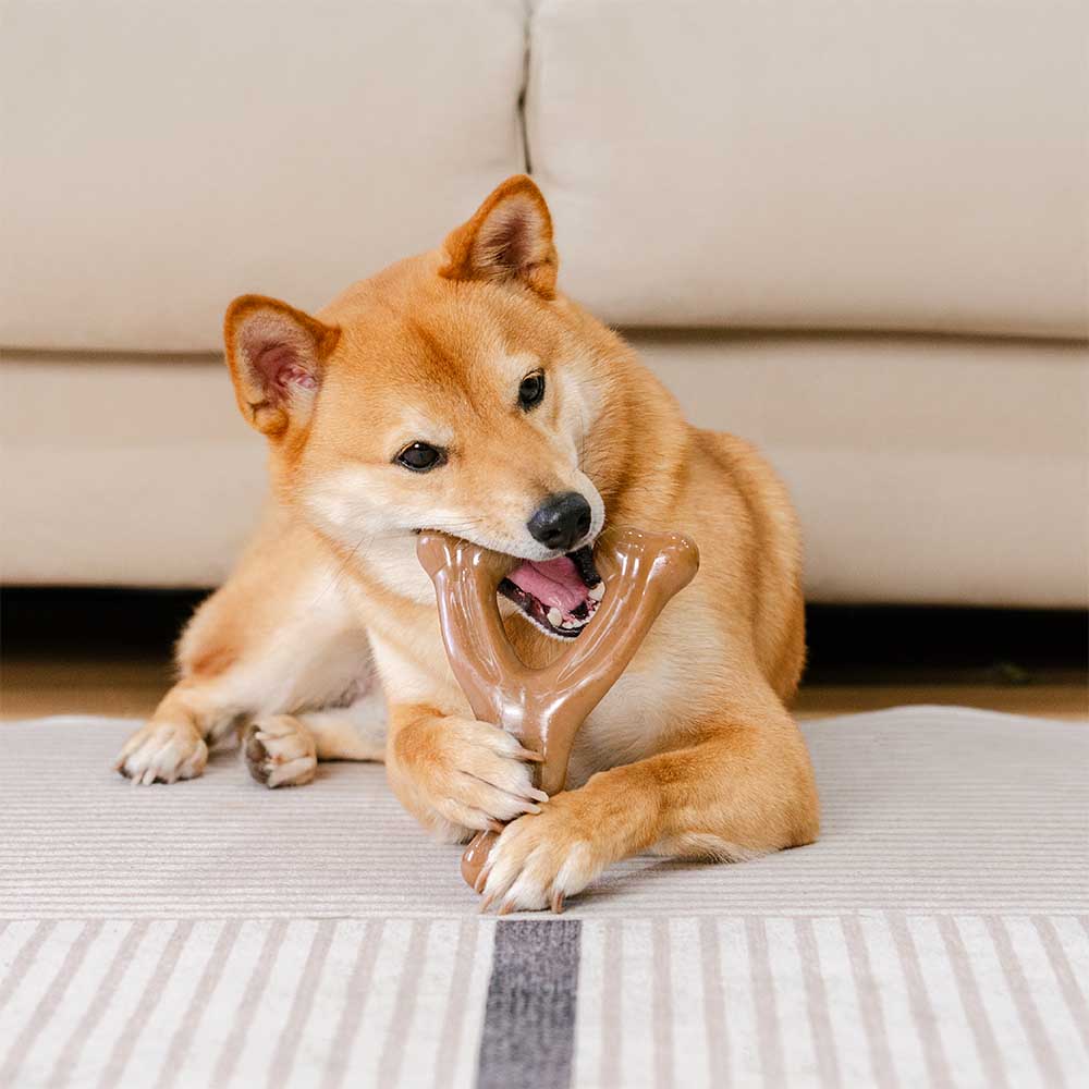 Juguete mordedor para perros en forma de hueso para la dentición - Sabor a Tocino