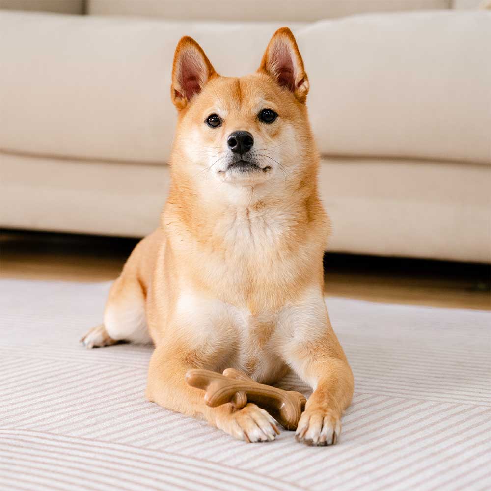 Juguete mordedor para perros en forma de hueso para la dentición - Sabor a Tocino