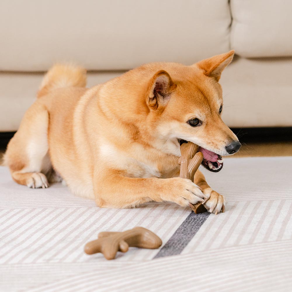 Juguete mordedor para perros en forma de hueso para la dentición - Sabor a Tocino