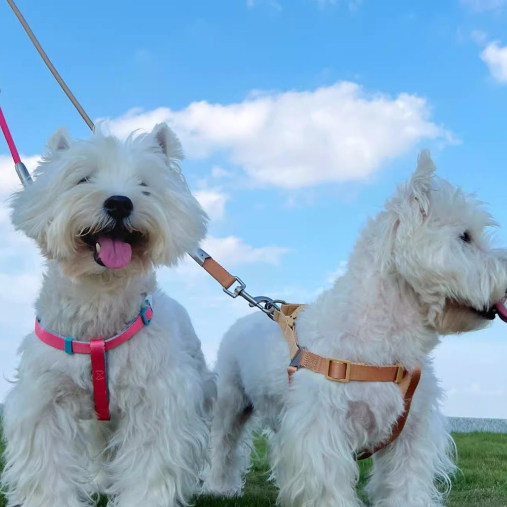 Arnés y correa para perros ergonómicos, ajustables y con diseño de bloques de colores de moda