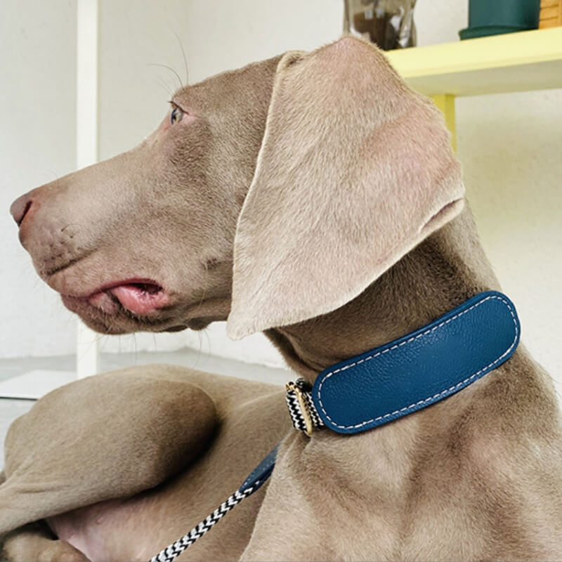 Conjunto para pasear perros con collar para perros con protector de cuello y estampado de cebra Vogue