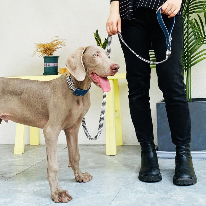 Conjunto para pasear perros con collar para perros con protector de cuello y estampado de cebra Vogue