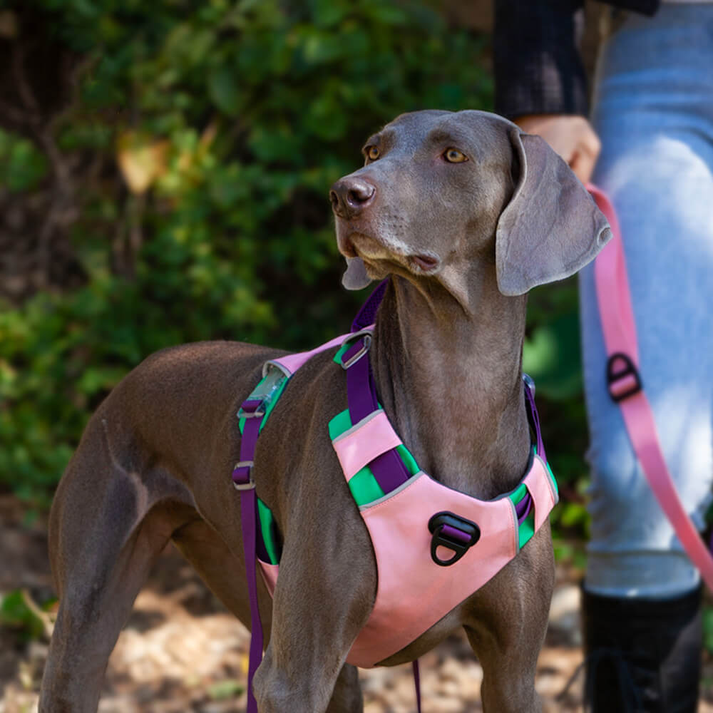 Arnés de pecho y cuerda de tracción para perros con colores contrastantes para mascotas: estilo chaleco a prueba de explosiones