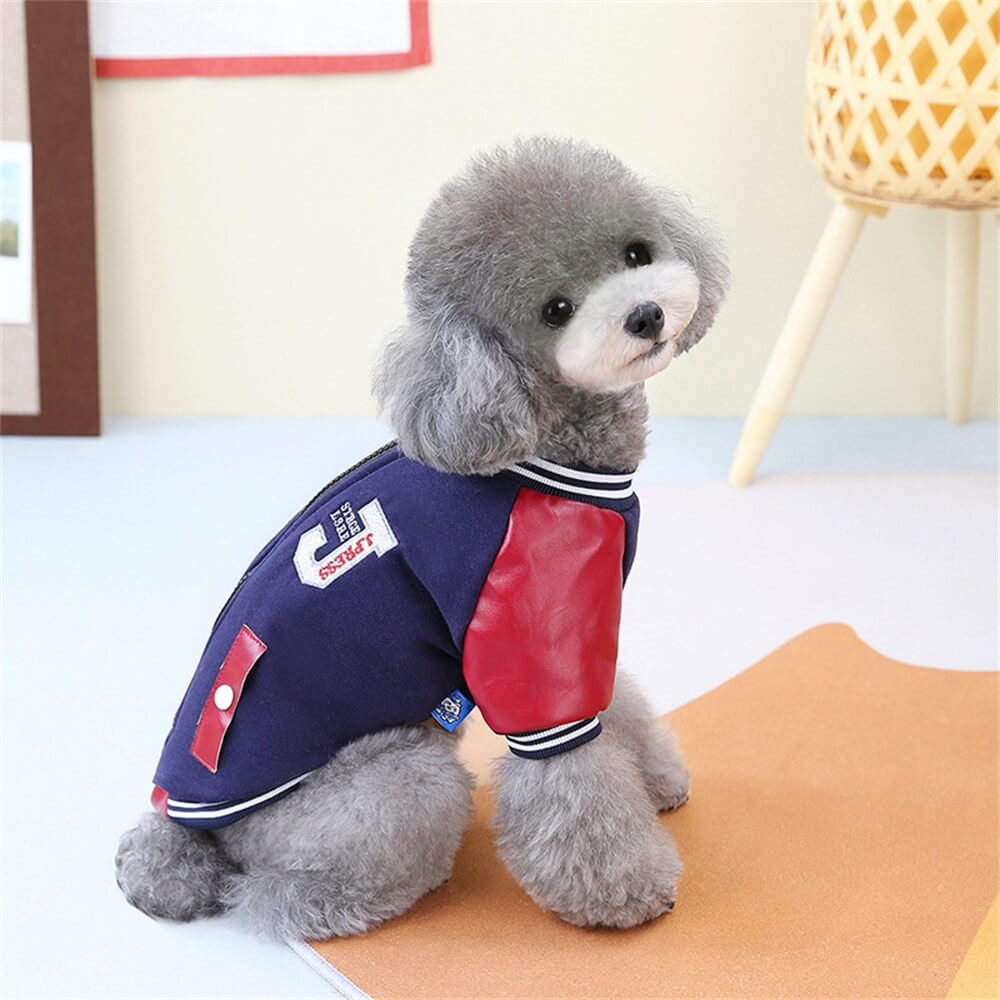 Chaqueta universitaria moderna para perros: elegante y divertida para perros pequeños