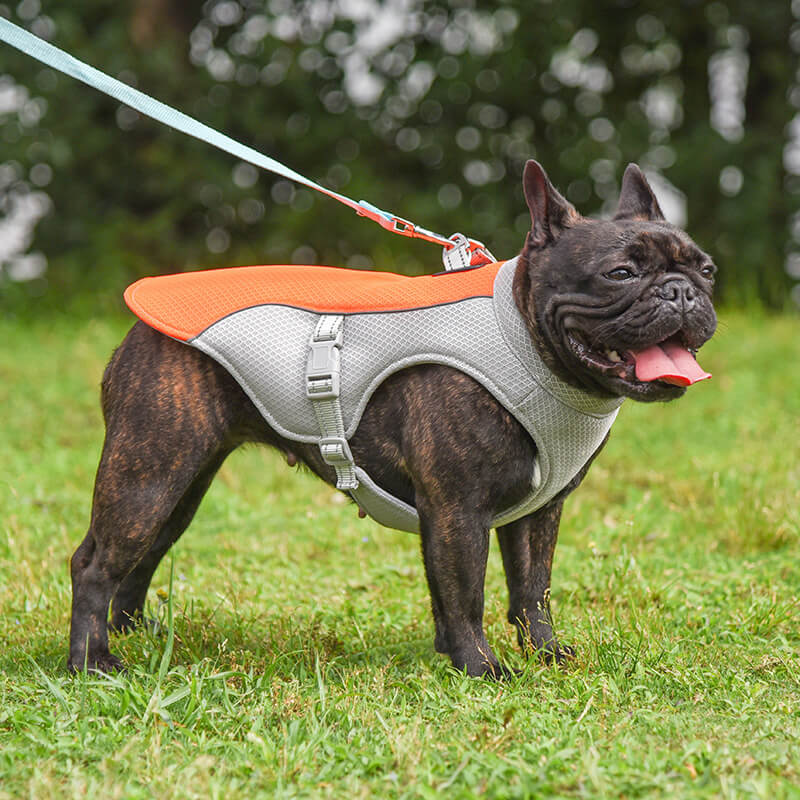 Chaleco transpirable para la prevención de insolaciones Chaleco de enfriamiento para perros empapado en agua