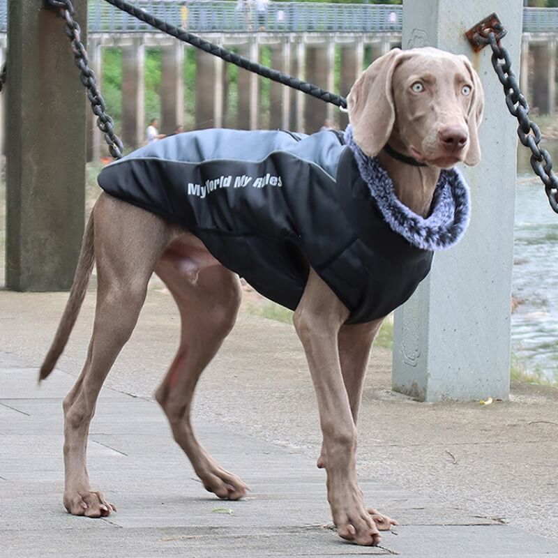 Chaqueta de accesorios para perros frescos y cálidos con cuello alto, abrigo de algodón grueso y fresco para accesorios para perros