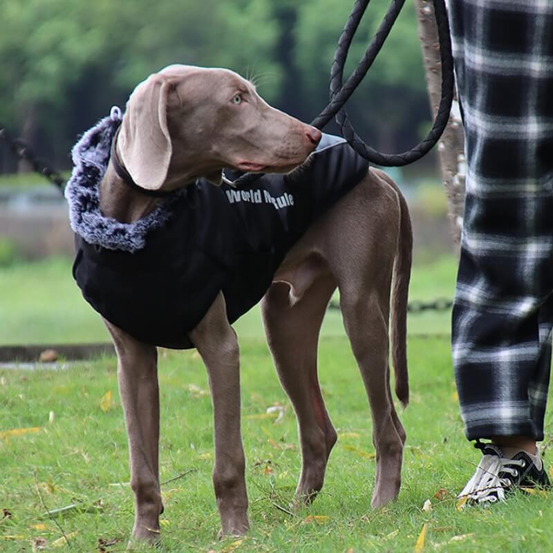 Chaqueta de accesorios para perros frescos y cálidos con cuello alto, abrigo de algodón grueso y fresco para accesorios para perros