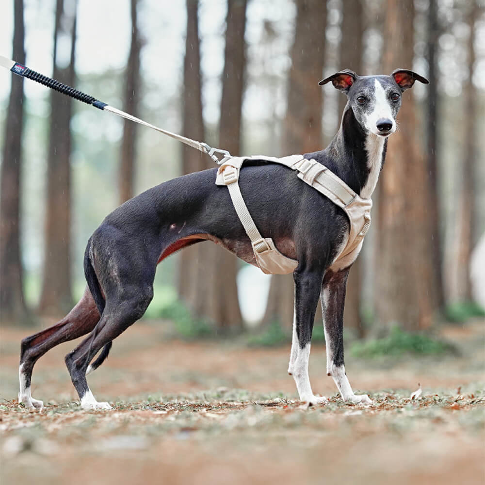 Arnés para perros ligero, impermeable, transpirable, antitirones y correa multifuncional