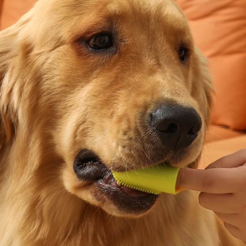 Cepillo de dientes para mascotas Cepillo de dientes para limpieza de dientes