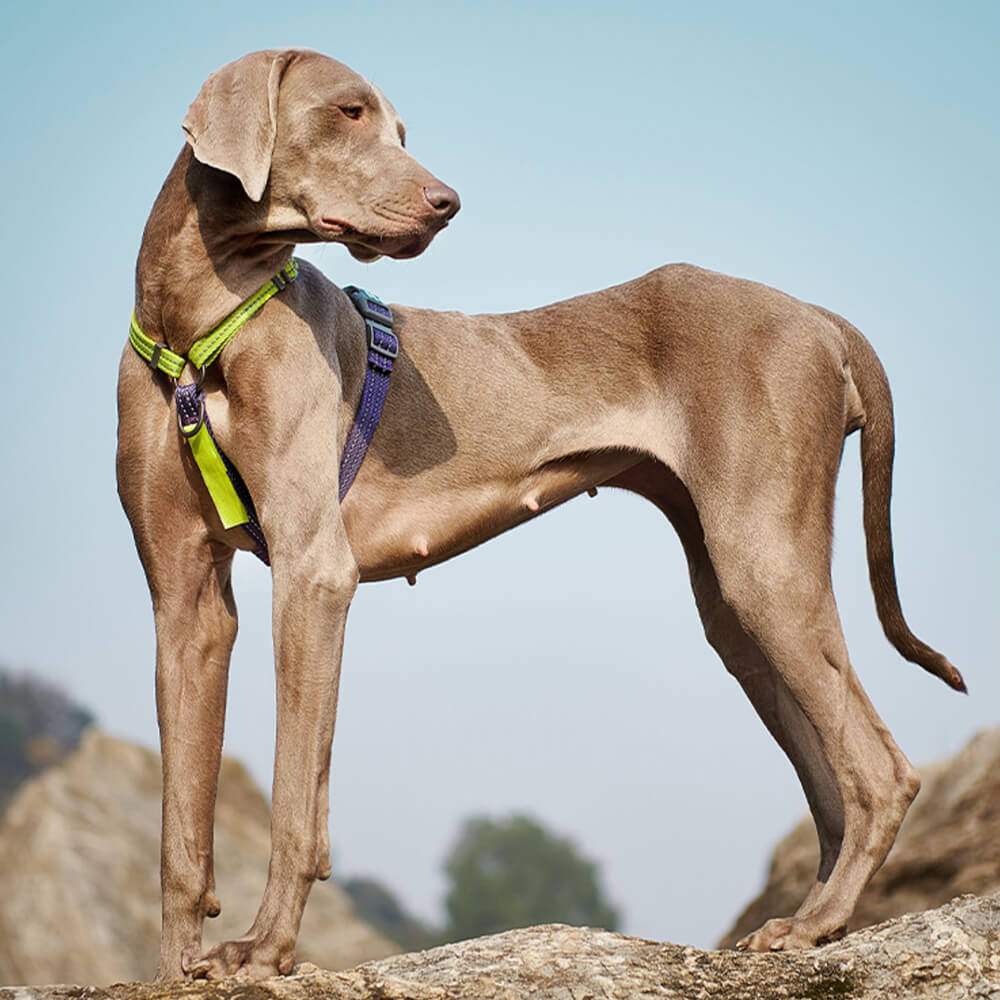 Arnés de equilibrio reflectante con cuello y hebilla Arnés para perros sin tirones