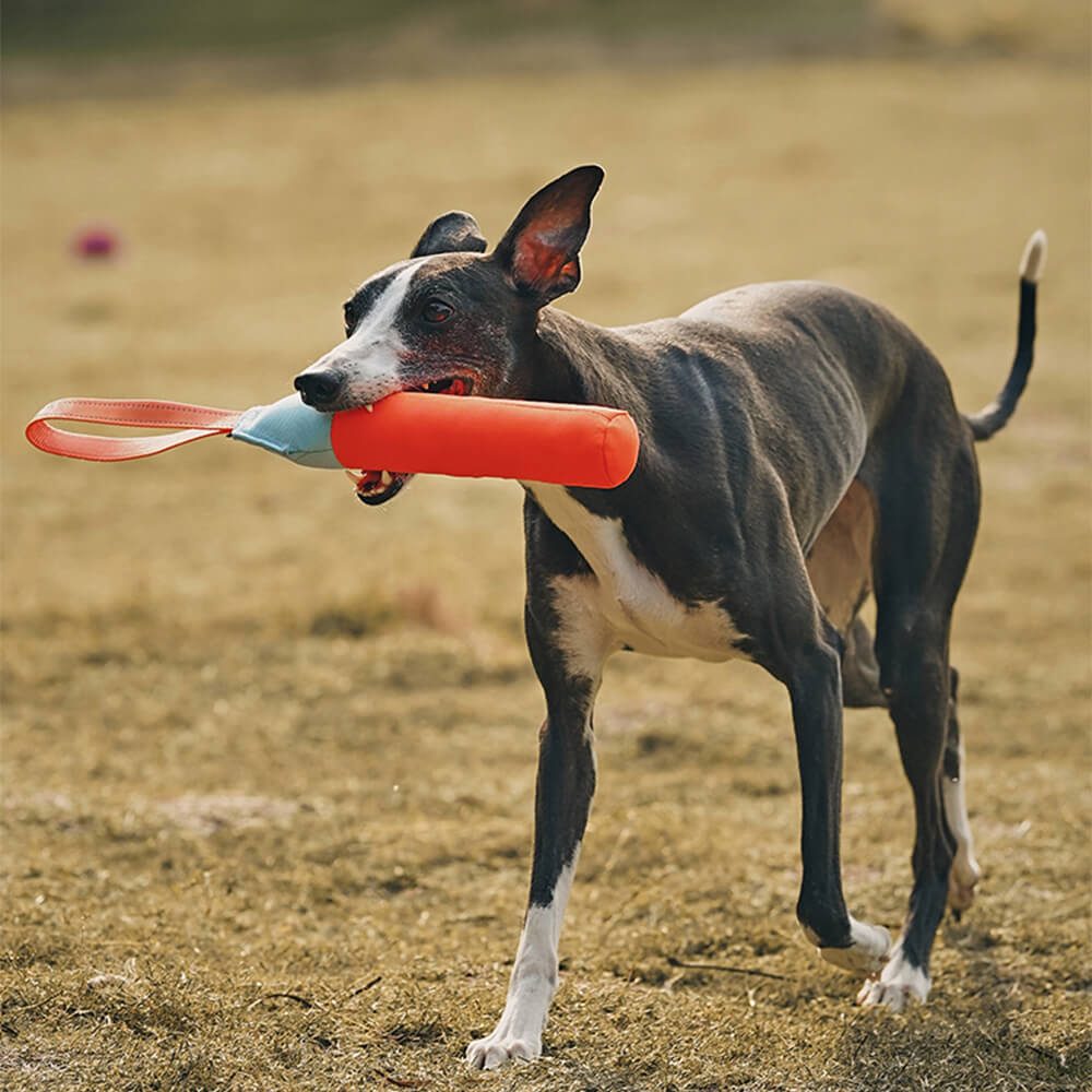 Juguete interactivo ultraduradero que flota en el agua para perros