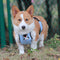 Bavoir imperméable à carreaux pour animaux de compagnie, couverture de ventre de chien