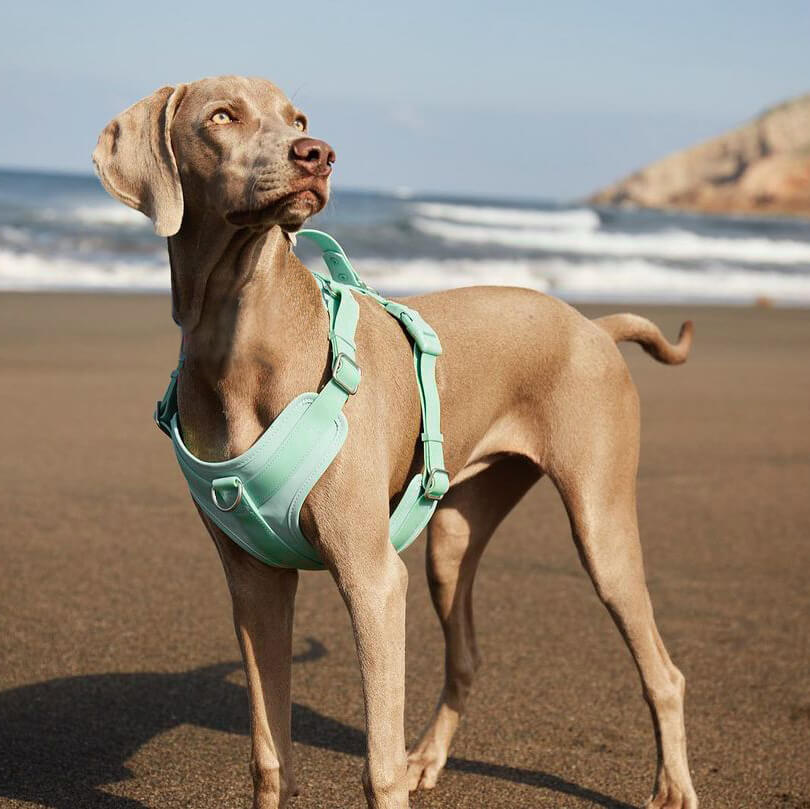 Juego de paseo con accesorios para perros