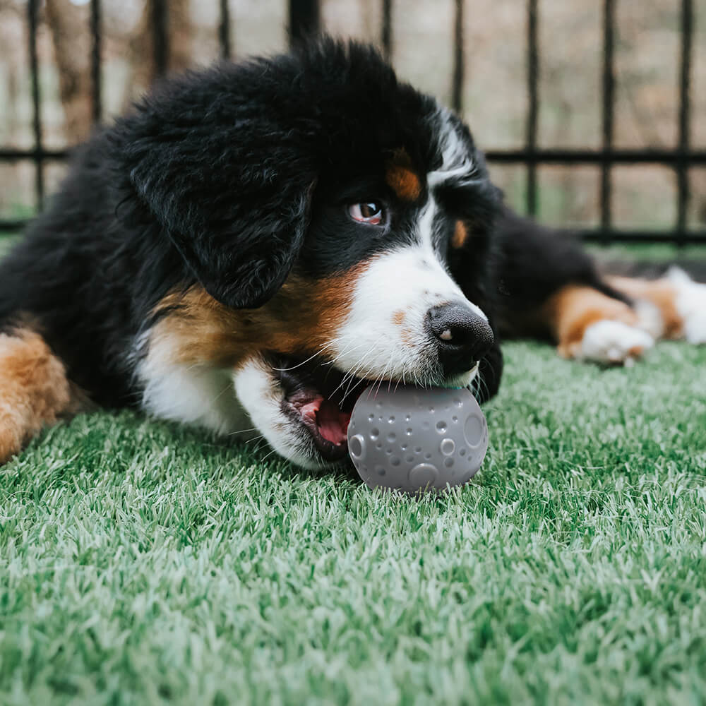 Juguete para perros con pelota de entrenamiento Cosmos Feeder