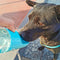 Botella de agua para perros al aire libre portátil