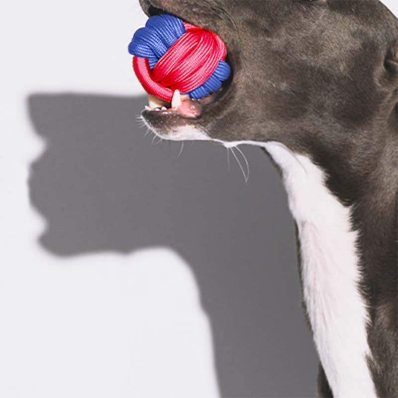 Juguete para perros que lanza bolas con nudos - Color Clash
