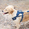 Arnés de perro gomoso