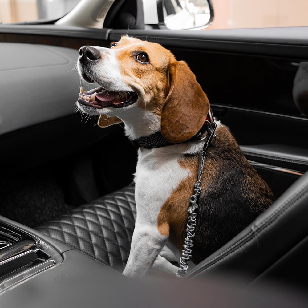 Buffer ajustable Cool Dog Accesorios cinturón de seguridad de coche